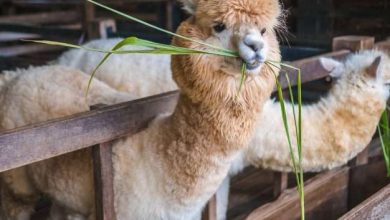 آنتی بادی کرونا